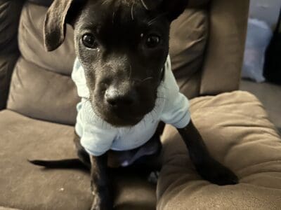 Maleficient- Shepherd mix puppy