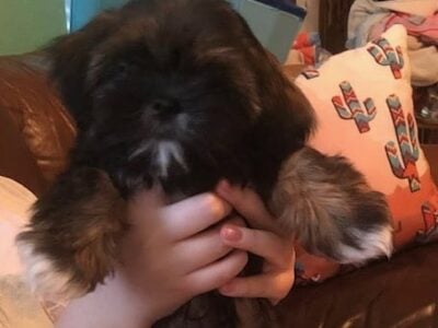 Male Toy Shih Tzu Puppy