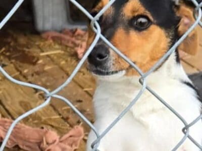 Rat Terrier