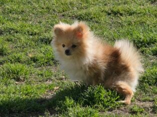 Pomeranian