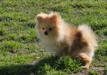 Pomeranian