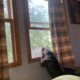 Fun loving American Bully in need of new home