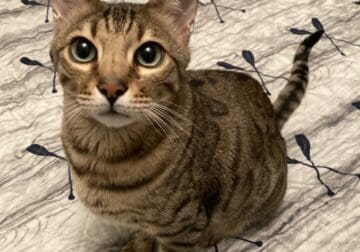 Tango – 5 year old male Bengal