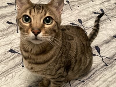 Tango – 5 year old male Bengal