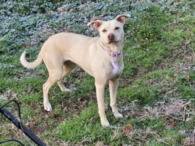 Labrador mix
