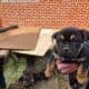 American Bulldog German Shepard puppies