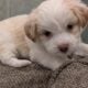 5 Miniature Aussiedoodle puppies