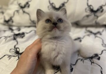 Blue Mitted Ragdoll Boy