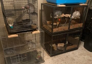 Chinchillas for sale