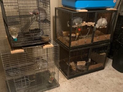Chinchillas for sale