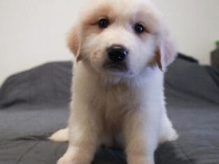 Full Blooded Great Pyrenees – Male (Walter)