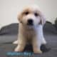 Full Blooded Great Pyrenees – Male (Walter)