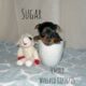 Silky terrier – female puppy