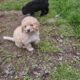 Maltipoo puppies
