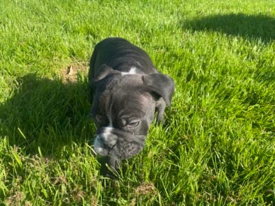 French old English bulldog hybrid puppy