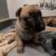 Sweet Malinois puppies