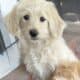 Aussiedoodle Puppies