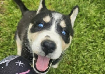 Husky Puppies
