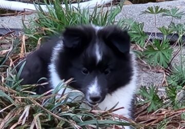 Shetland Sheepdog