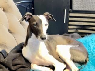 Male Italian Greyhound – Born Oct 10, 2023
