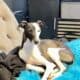 Male Italian Greyhound – Born Oct 10, 2023
