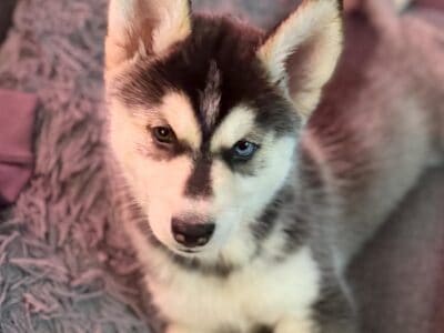 AKC Siberian Husky Puppy