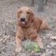 Spin – playful dog, looking for a new home.