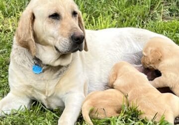 AKC Yellow Lab puppies due in May