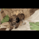 Shihpoo Puppy #3