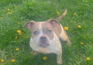 6 mos micro bully