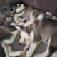 Purebred Husky Puppies