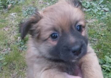 Miniature German Pomeranian/Chihuahua