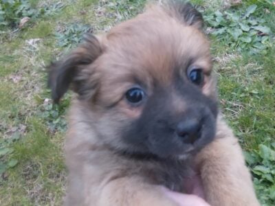 Miniature German Pomeranian/Chihuahua