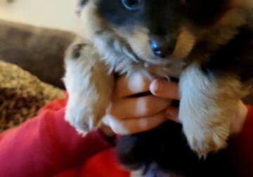 Pomeranian Yorkie Puppy