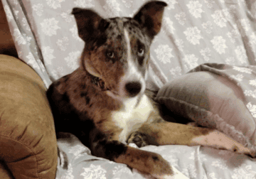 Jaxson & Shadow