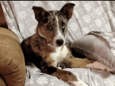 Jaxson & Shadow