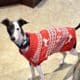 Male Italian Greyhound – Born Oct 10, 2023