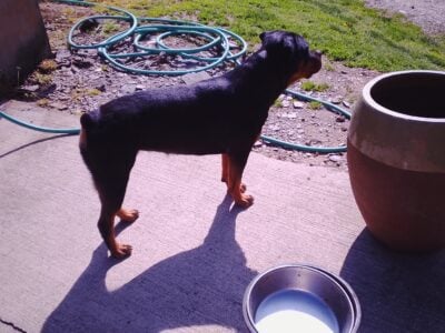 Female Rottweiler