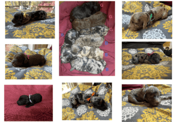 Bernadoodle / WeeniePoo Puppies!