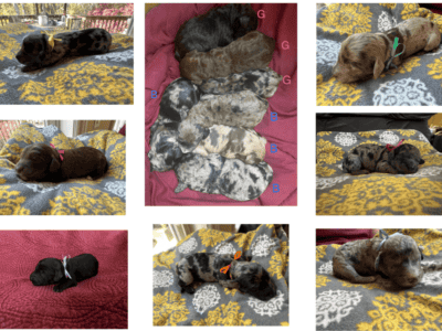 Bernadoodle / WeeniePoo Puppies!