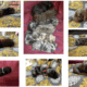 Bernadoodle / WeeniePoo Puppies!