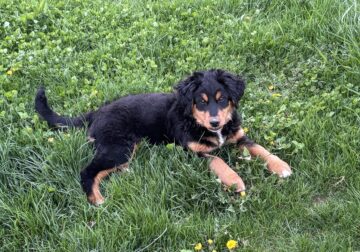 Mini Golden Mountain Doodle – in Ohio