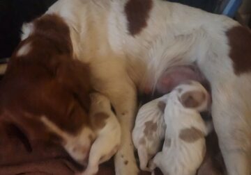 Brittany Spaniel Puppies