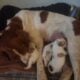 Brittany Spaniel Puppies