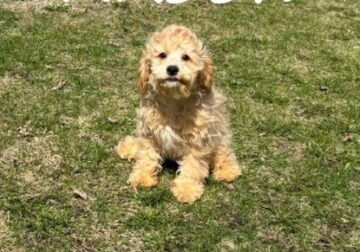 Mason Male Cockapoo Puppy