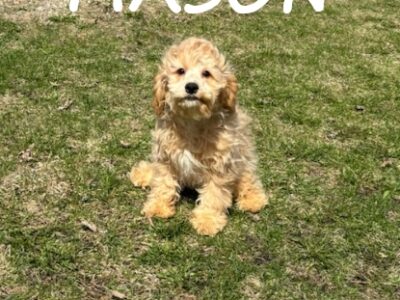 Mason Male Cockapoo Puppy