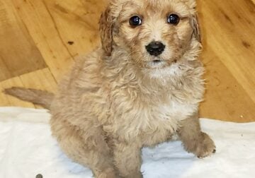Mini-Bernadoodles F1B puppies