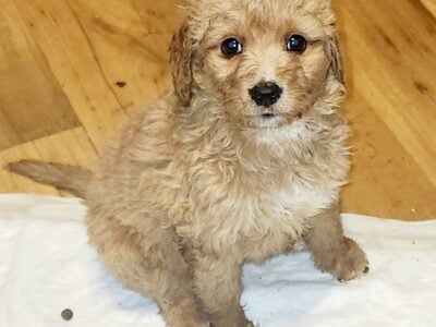 Mini-Bernadoodles F1B puppies