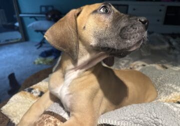 Female Great Dane puppy