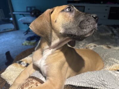Female Great Dane puppy
